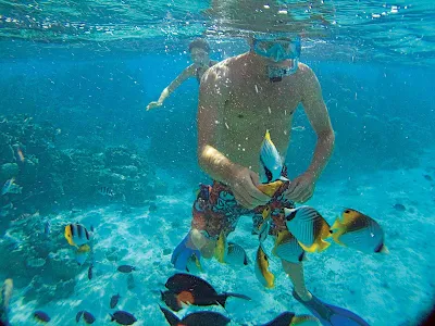 On the Paul Gauguin, it's always a great day when it's spent snorkeling and coming nose to nose with parrotfish, clownfish, giant clams and sea turtles.