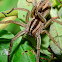 Rabid Wolf Spider