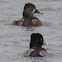 Ring-necked Duck