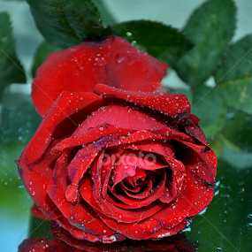 With Love by Ajay Halder - Flowers Single Flower