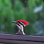 Ladder Backed Woodpecker