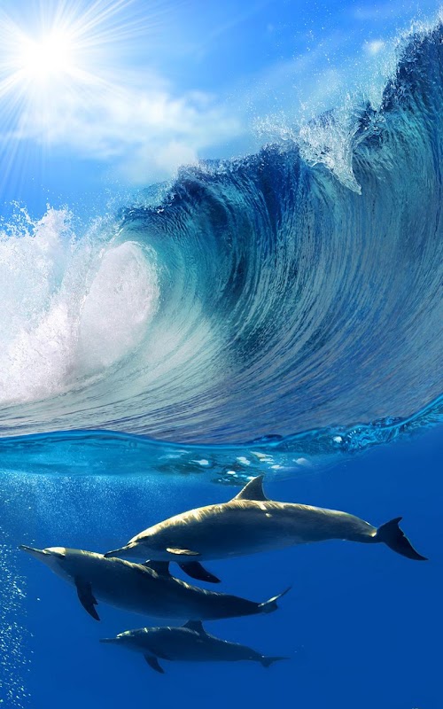 Android application Dolphins Live Wallpaper screenshot
