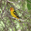 Western Tanager