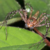 Lynx Spider