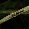Long-jawed Spider