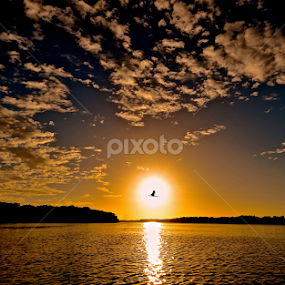 Flying at sunset by Carlos Casillas - Landscapes Sunsets & Sunrises