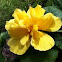 Yellow layered hibiscus