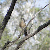 Black-eared Cuckoo
