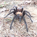 Brown tarantula
