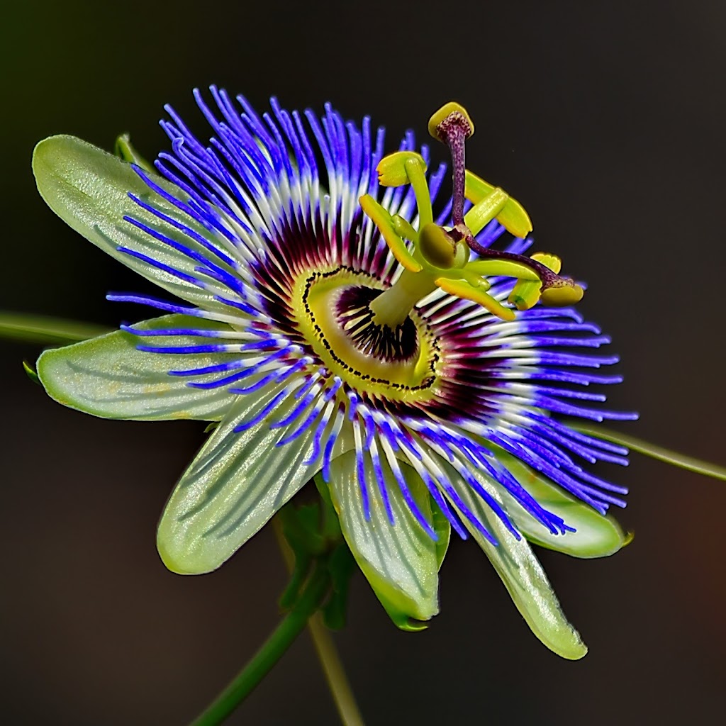 Photo Contest: Blooming Flowers | Pixoto