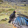Jote o gallinazo (english name turkey vulture)