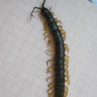 Scolopendra giant centipede