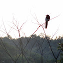 Eurasian Magpie