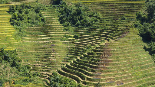 rice-terraces-Vietnam - Rice terraces on a mountainside near the city of Sa Pa, or Sapa, in Vietnam.