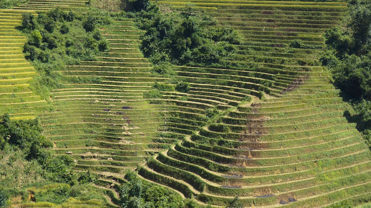 Rice terraces on a mountainside near the city of Sa Pa, or Sapa, in Vietnam.