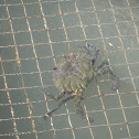 Mud crab
