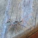 Wheel Bug