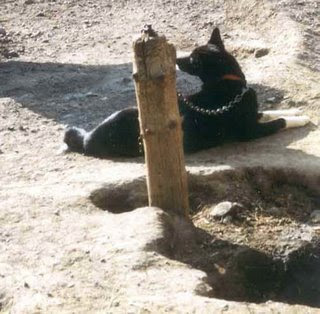 chained_dog.jpg