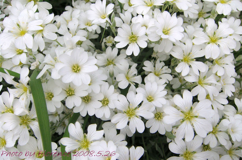 Florence Lavender 溫哥華生活隨想 小白花兒們