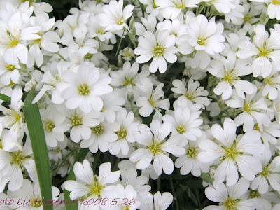 選択した画像 白花 231758-白花油功效