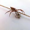 Crab Spider