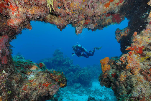 Scuba divers swim through coral reefs near Cozumel.