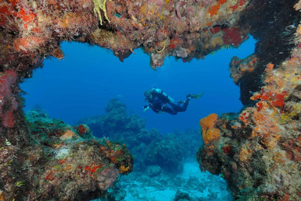 coral-reef-Cozumel - Scuba divers swim through coral reefs near Cozumel.