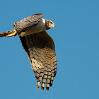 Long-winged Harrier