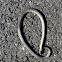 Ring neck snake