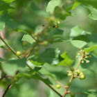 yellow berries