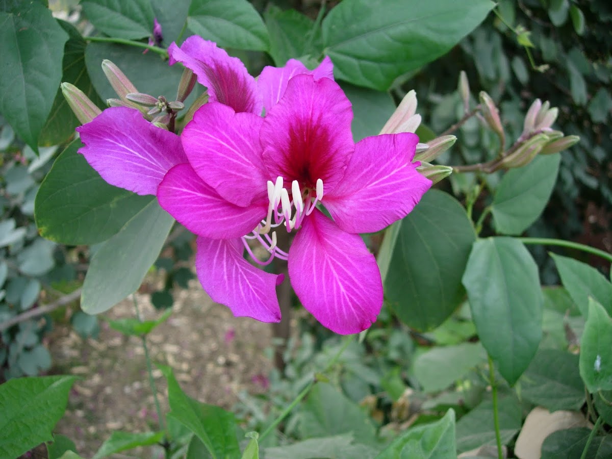Kachnar. Orchid tree