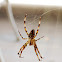 Male European Garden Spider