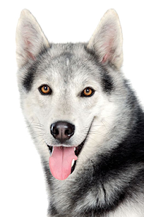 How to install Siberian Husky Wallpapers patch 1.0 apk for laptop