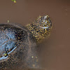 Galápago común (European pond turtle)