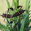 Leaf-footed bugs (mating)