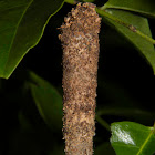 Unknown Cocoon