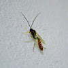 Ichneumon Wasp