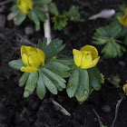 Winter aconite