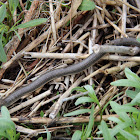 Glass lizard