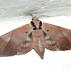 Sphinx or Hawk moth