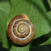 White lipped snail