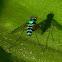 long-legged fly