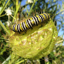 Monarch Butterfly - caterpillar stage