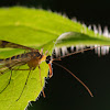 Scorpionfly (female) Mecoptera