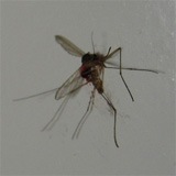 [Mosquito[3].jpg]