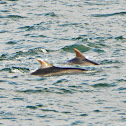 Common Bottlenose Dolphin / Golfinho-comum, Roaz