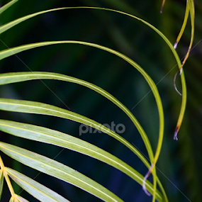 by Jerry Houle - Abstract Patterns