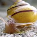 yellow Grove Snail