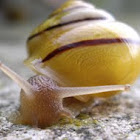 yellow Grove Snail