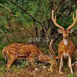 I'll Be Alert by Abhinav Ganorkar -  